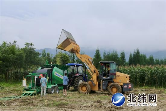 推广青贮玉米产业机械化 促进农业增效农民增收