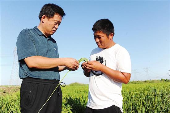 昔日贫瘠 “白茅岭”变身优质水稻田 滨州中裕科学改良盐碱地种植11万亩水稻万亩水稻，，目前长势喜人丰收在望