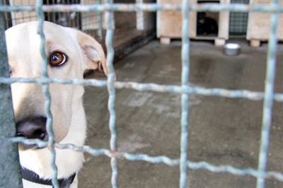  法国立法：2024年起禁止宠物店展示出售猫狗 宠物主人弃养将被严厉处罚 虐待最高可判3年监禁