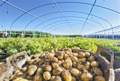 “小土豆”做成大产业 高标准打响“金品牌” 榆林马铃薯产业奏响高质量发展最强音