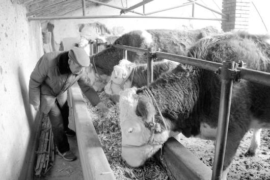 今年，会宁县肉牛饲养量达到21.6万
