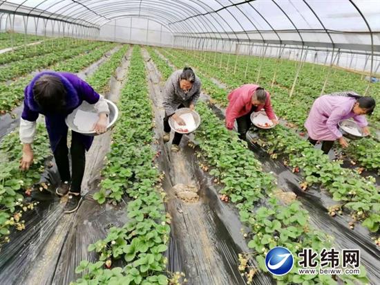 大棚草莓长势旺 助农增收寒冬暖