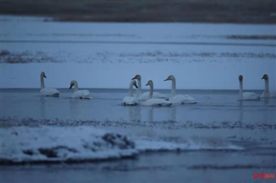  栖息越冬 高原上的“天鹅湖”200余只大天鹅飞回若尔盖