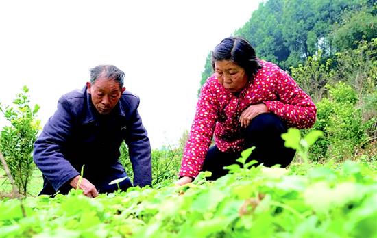 西充：企业建中药材基地助力乡村振兴