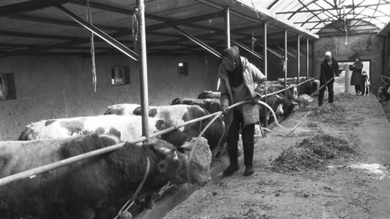 临夏县漠泥沟乡 壮大牛羊产业 打造养殖名乡