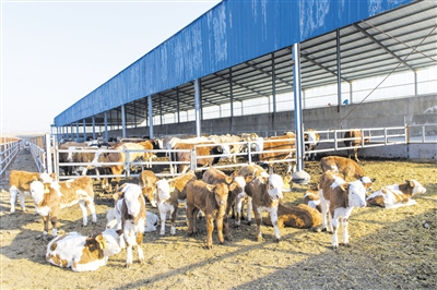 打造“牛品牌”做强牛产业 灵璧县发展特色养牛产业纪实