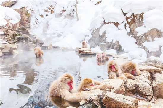 沐鸣2登录注册日本 植物园猴子集体泡温泉 游客涌来“看热闹”
