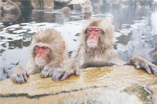 沐鸣2登录注册日本 植物园猴子集体泡温泉 游客涌来“看热闹”
