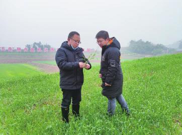 四川省小麦新增近 20 万亩，谁种的？