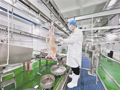 龙头企业引领 肉羊产业兴旺