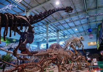  国内自然类博物馆都来采购技术服务 修复古生物化石 成都这家博物馆就是牛
