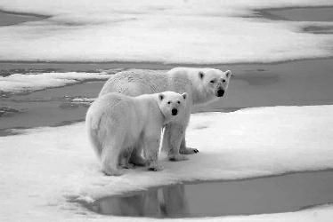 编译 南极比平均温度高出40℃ 北极比平均温度高出30℃ 极端高温！ 南北两极正同时融化 皇帝企鹅、北极熊或将在2100年前灭绝