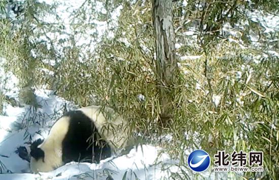 红外相机拍下宝兴野生大熊猫雪地喝水画面