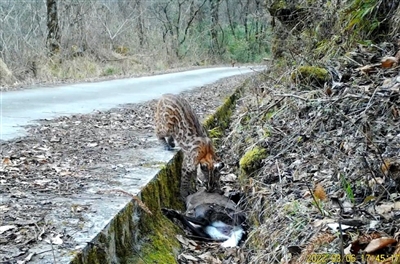 国内首次 平武老河沟拍到亚洲金猫进食