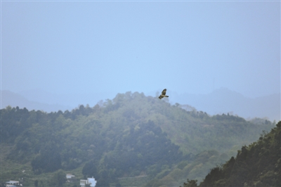 猛禽驭风起 鸟瞰龙泉山 观鸟爱好者一天记录814只，监测、保护猛禽志愿者团队已有90多人