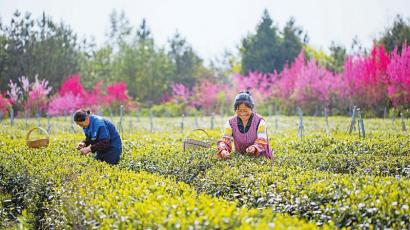广元茶产业开拓新版图