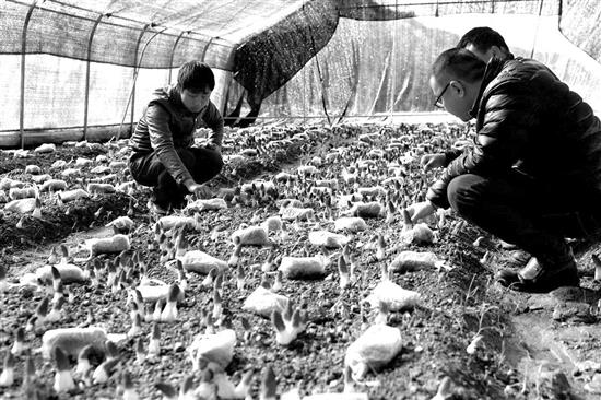 起初试点种植2亩羊肚菌，如今已发展到35亩，带动群众增收 汶川县：“撂荒地”上长出“金疙瘩”