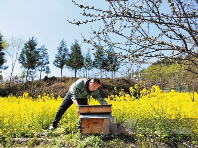 助力群众“甜蜜”致富 枫顺乡中蜂养殖带动产业发展