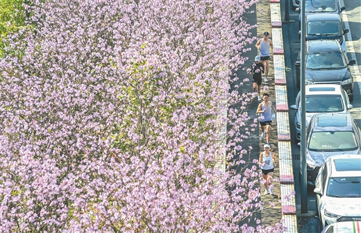 紫荆花锦簇 诉说龙城缘 探寻紫荆花与柳州发展的故事