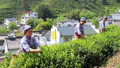 山水人文猴魁茶香2022年黄山云上太平猴魁茶文化旅游节开幕