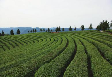 茶叶天气指数保险 让茶农吃下“定心丸”