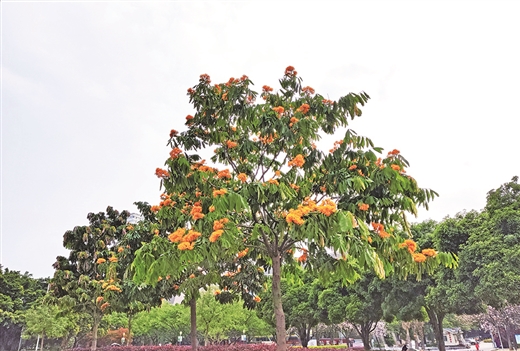 柳州人民广场的无忧花将进入盛花期 又一波“橙黄色浪漫”来袭 如想忘记忧愁不妨到无忧树下坐坐