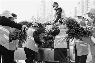 爱心农户捐赠两万斤大葱