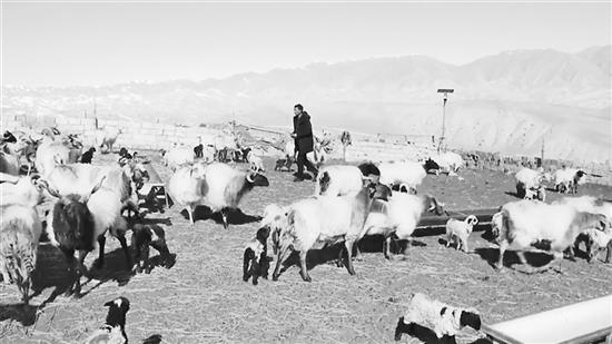 安财山： 发展藏羊养殖 带富左邻右舍