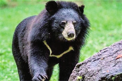 秦岭太平峪现二级保护动物亚洲黑熊